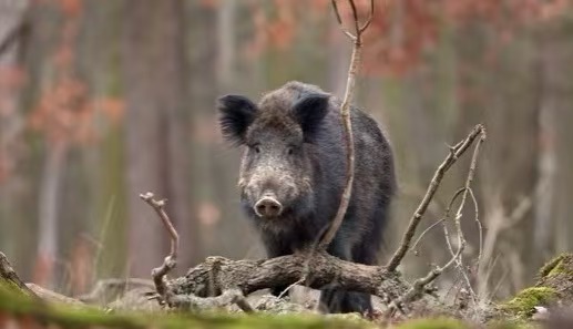 Kerülje a vadon élő állatok támadását a vadon élő túlélés során
